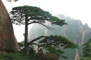 黃山歸來不看松。