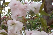 百萬葵園之賞櫻。